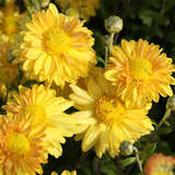 Chrysanthemum ind. 'Goldmarianne' - Herbstchrysantheme