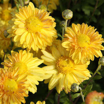 Chrysanthemum ind. 'Goldmarianne'