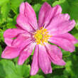 Anemone hupehensis 'Prinz Heinrich': Bild 2/3