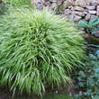 Hakonechloa macra 'Albostriata': Bild 7/7