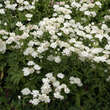 Astrantia major: Bild 6/7