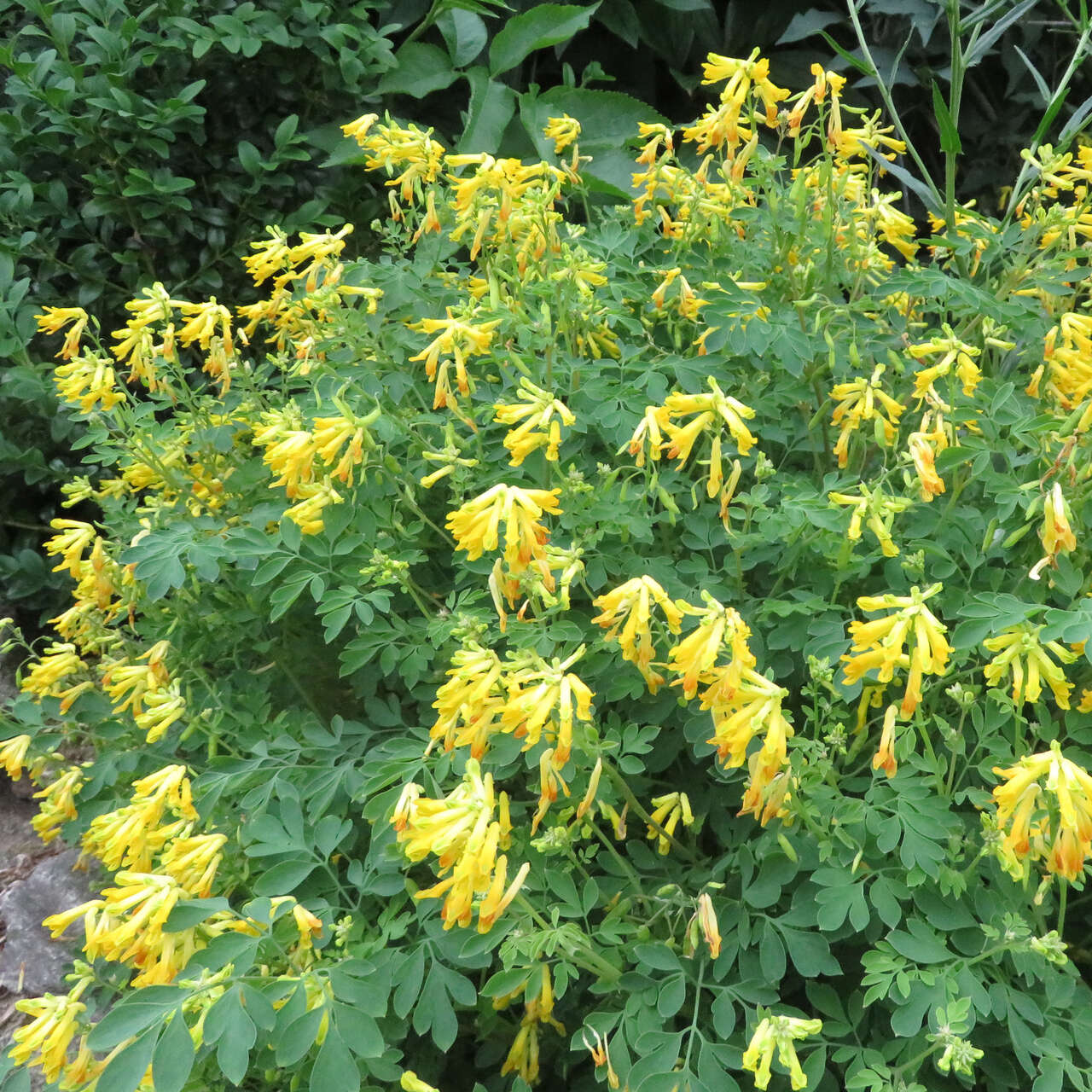 Lerchensporn Corydalis lutea gelb