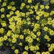 Alyssum montanum 'Berggold': Bild 3/3