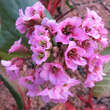 Bergenia 'Rosi Klose': Bild 1/1
