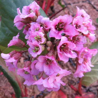 Bergenia 'Rosi Klose'