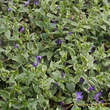 Vinca major 'Variegata': Bild 7/8