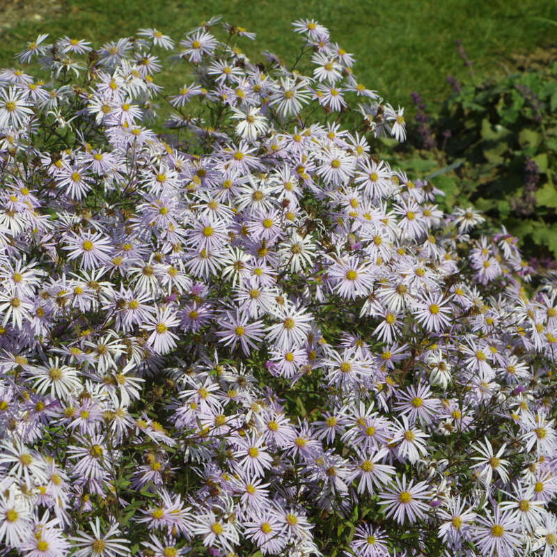 Pyrenäenaster - Aster pyrenaeus &amp;#39;Lutetia&amp;#39; - blau