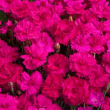 Dianthus plumarius 'Heidi' - Federnelke