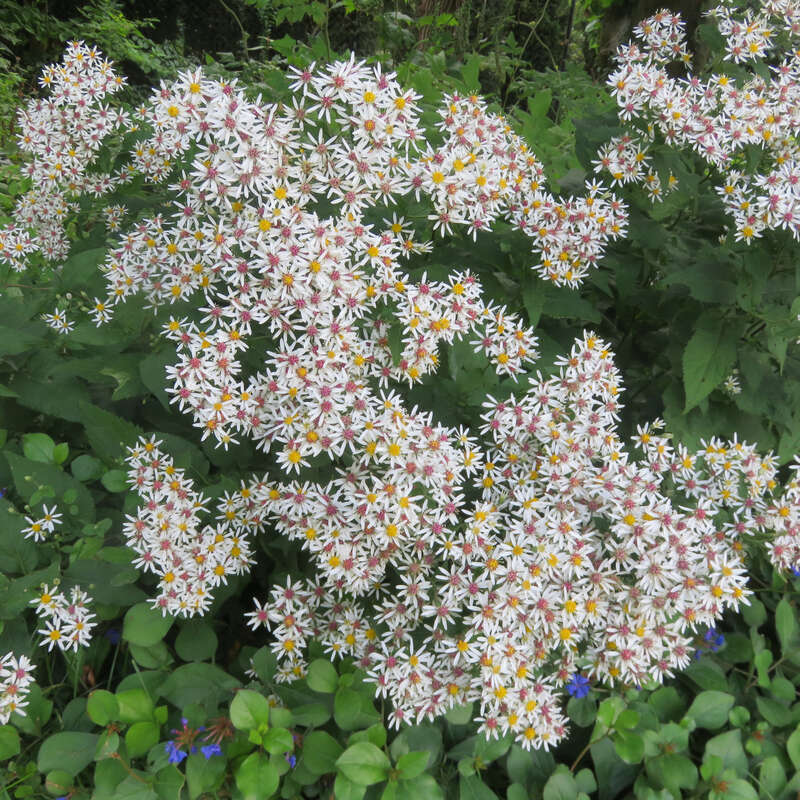 Waldaster - Aster divaricatus - weiß