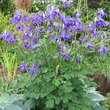 Aquilegia alpina: Bild 5/6