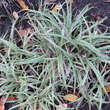 Carex 'Silver Sceptre': Bild 3/4