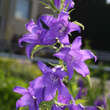 Campanula latifolia macrantha: Bild 1/3