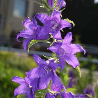 Campanula latifolia macrantha