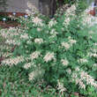 Aruncus dioicus: Bild 4/5