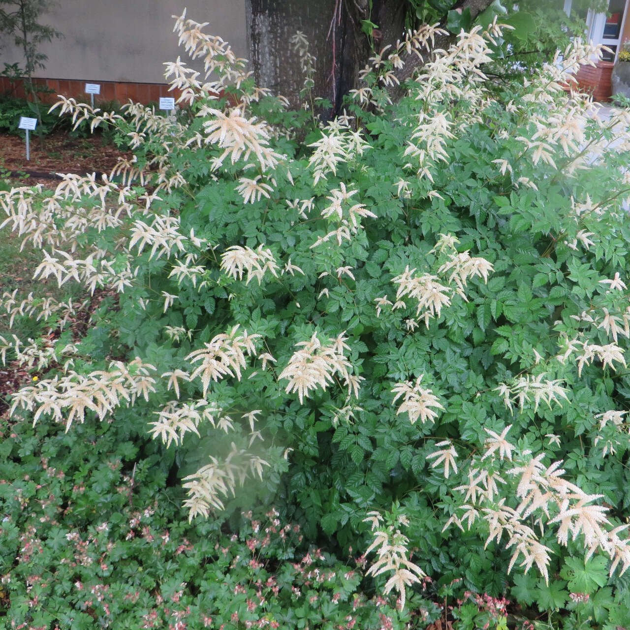 Waldgeißbart Aruncus dioicus weiß