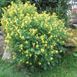 Corydalis lutea: Bild 7/8