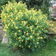Corydalis lutea: Bild 7/8