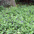 Vinca major 'Oxyloba': Bild 7/8