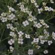 Crambe maritima: Bild 2/4