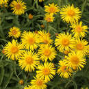 Buphthalmum salicifolium - Ochsenauge