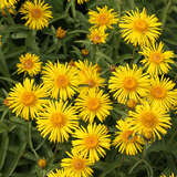 Buphthalmum salicifolium - Ochsenauge