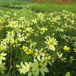 Coreopsis verticillata 'Moonbeam': Bild 2/4