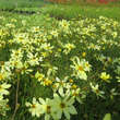 Coreopsis verticillata 'Moonbeam': Bild 3/4