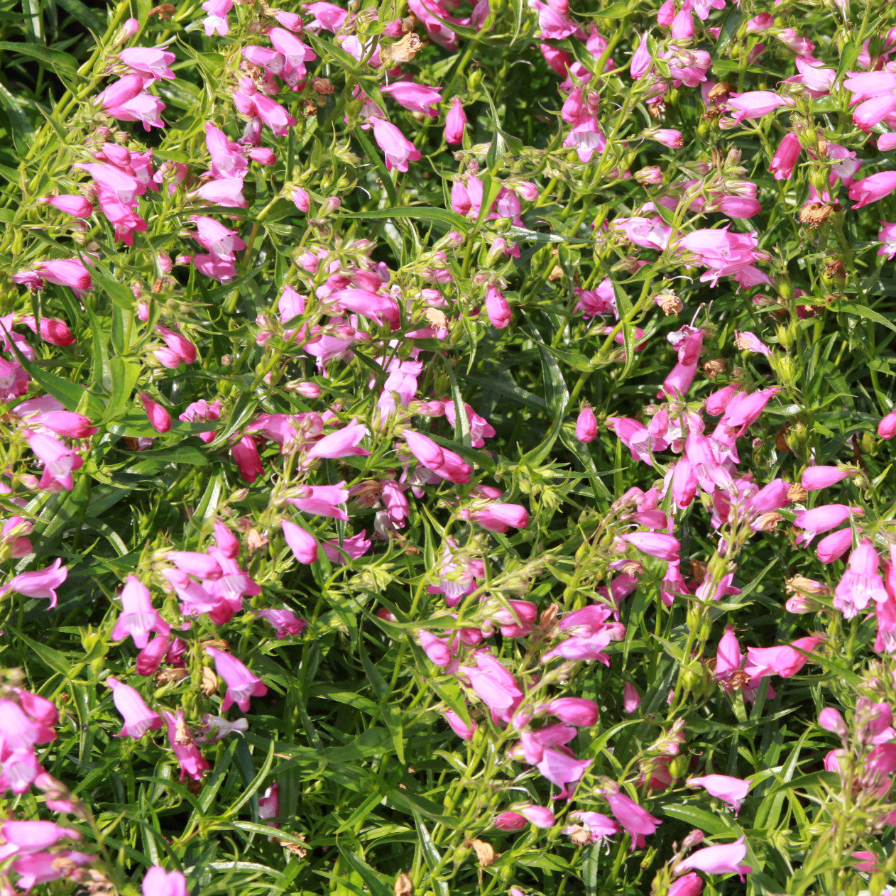 Bartfaden - Penstemon 'Red Rocks' - rosa