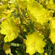 Oenothera 'Cold Crick': Bild 7/7