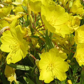 Nachtkerze - Oenothera 'Cold Crick' - gelb