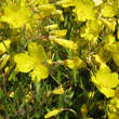 Oenothera 'Cold Crick': Bild 6/7
