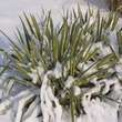 Yucca filamentosa 'Bright Edge': Bild 2/3