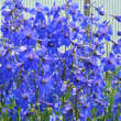 Delphinium belladonna 'Piccolo': Bild 3/4