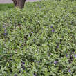 Vinca major 'Variegata': Bild 8/8