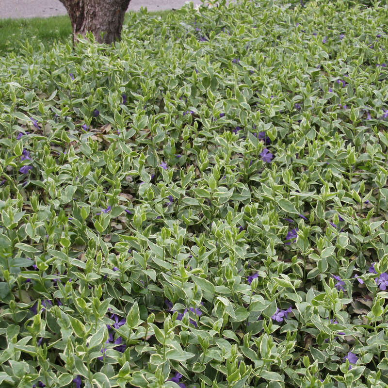 Buntlaubiges Immergrn - Vinca major 'Variegata' - blau