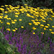 Weißer lavendel Weißer lavendel