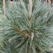Pinus flex. 'Vanderwolf's Pyramid': Bild 3/4