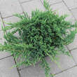 Juniperus horizontalis 'Prince of Wales': Bild 3/3