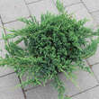 Juniperus horiz. 'Prince of Wales': Bild 3/3