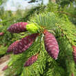 Picea abies 'Frohburg': Bild 2/3