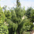 Picea breweriana: Bild 6/6