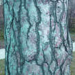 Pinus ponderosa: Bild 2/3
