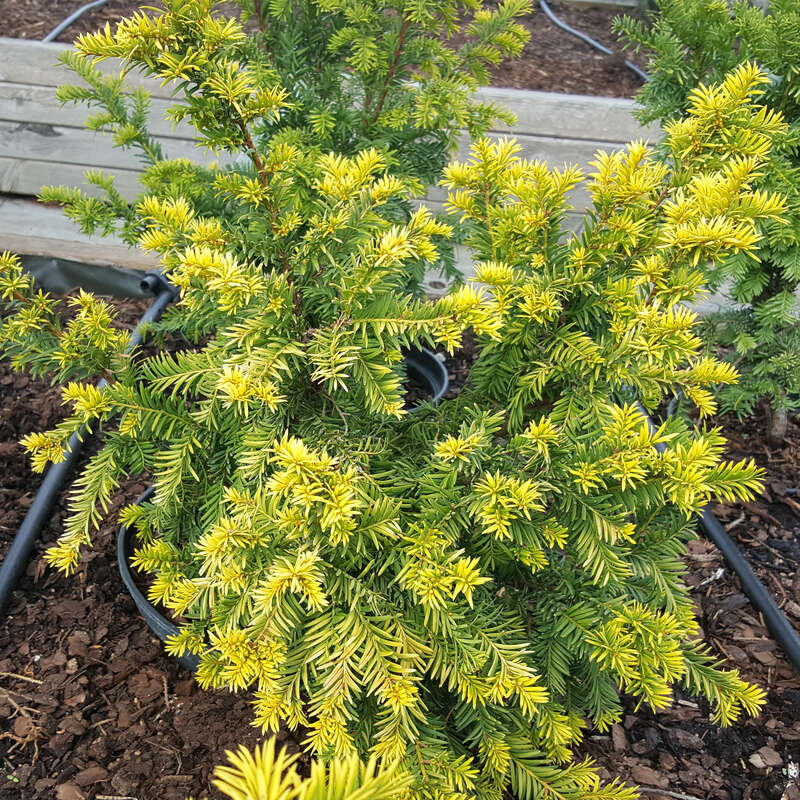 Goldeibe - Taxus baccata 'Elegantissima' - gelb
