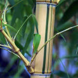 Phyllostachys aureos. 'Spectabilis' - Gelbholziger Bambus