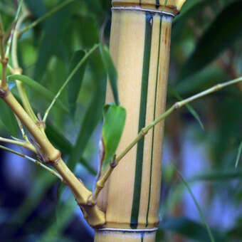 Phyllostachys aureosulcata 'Spectabilis'