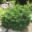 Chamaecyparis laws. 'Green Globe': Bild 3/4