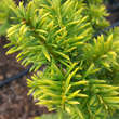 Taxus baccata 'Elegantissima': Bild 2/3