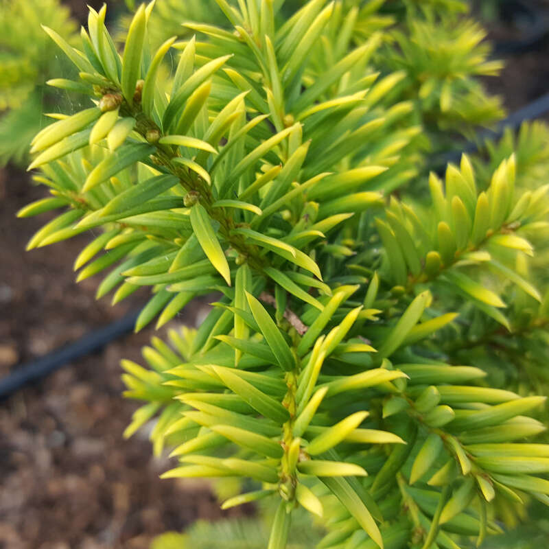 heckenpflanze thuja smaragd Lebensbaum Thuja occidentalis Smaragd 140-160 cm Hhe Ballenware
