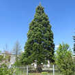 Sequoiadendron giganteum: Bild 3/8