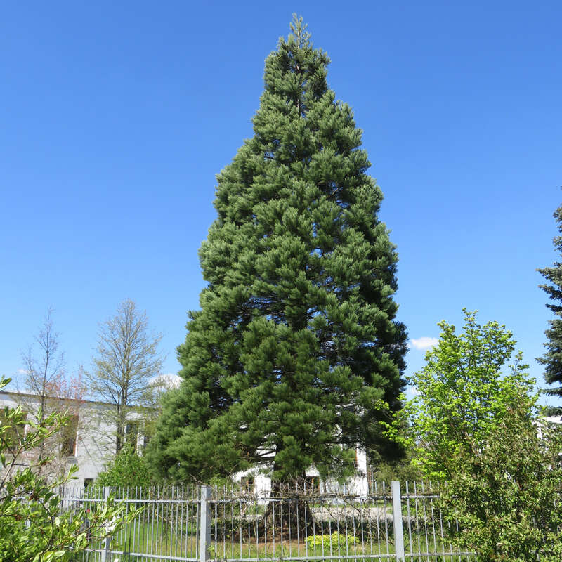 Echter Mammutbaum Sequoiadendron giganteum